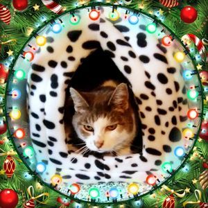 Meet your Posher, Jaelynne